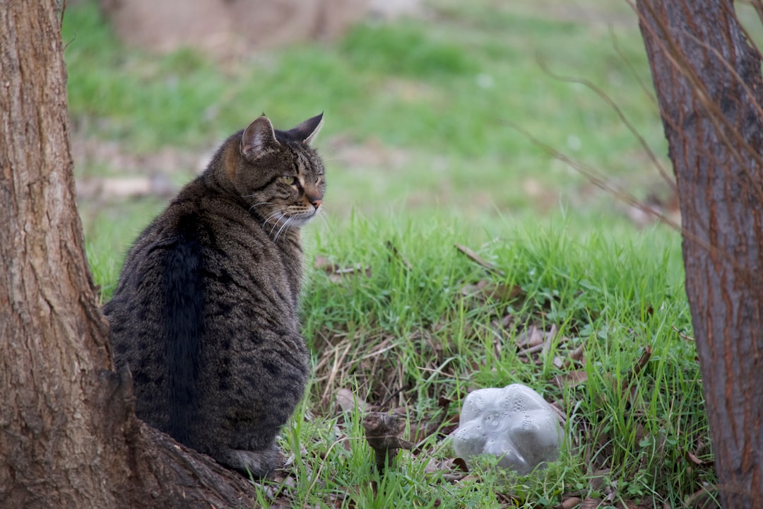 a cat sitting in the grass next to a tree