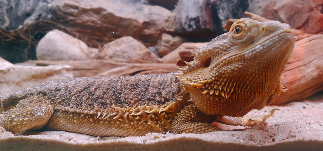 A bearded dragon lizard rests on sandy substrate.
