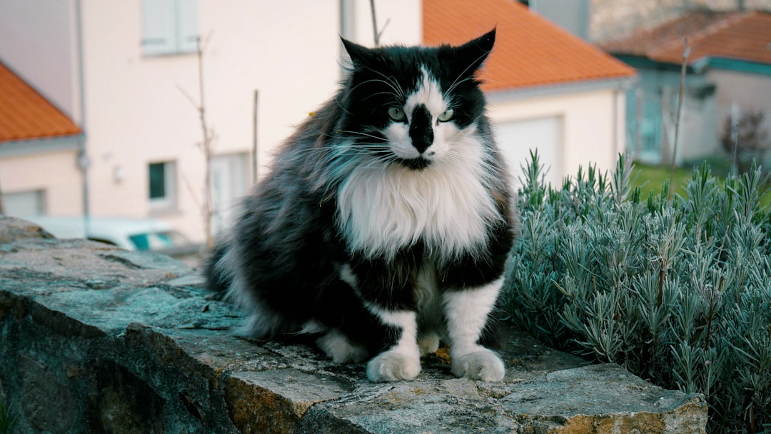 Les races de chats les plus populaires en France en 2026
