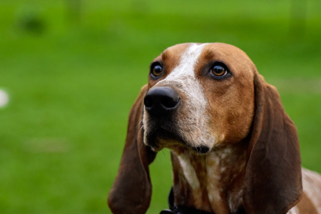 Basset Artesien Normand