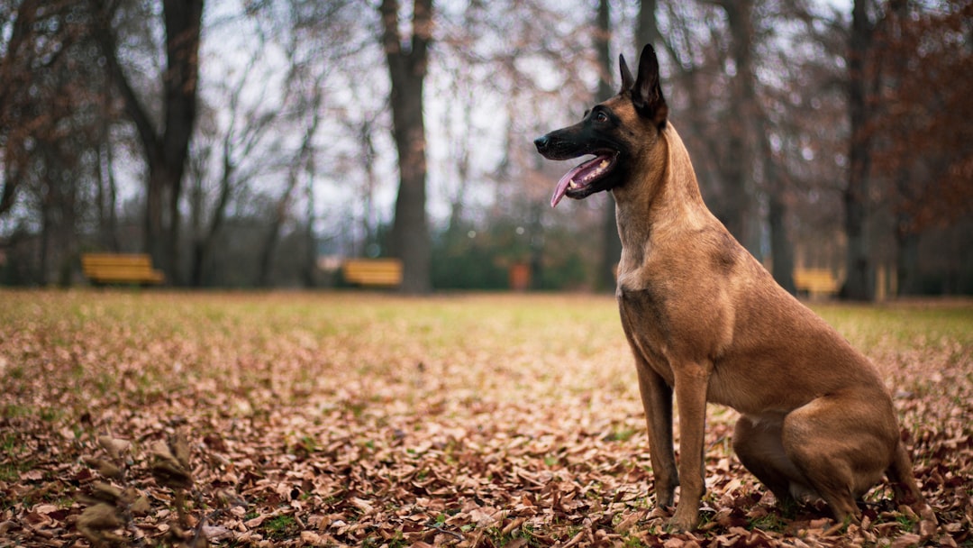 Berger belge Malinois
