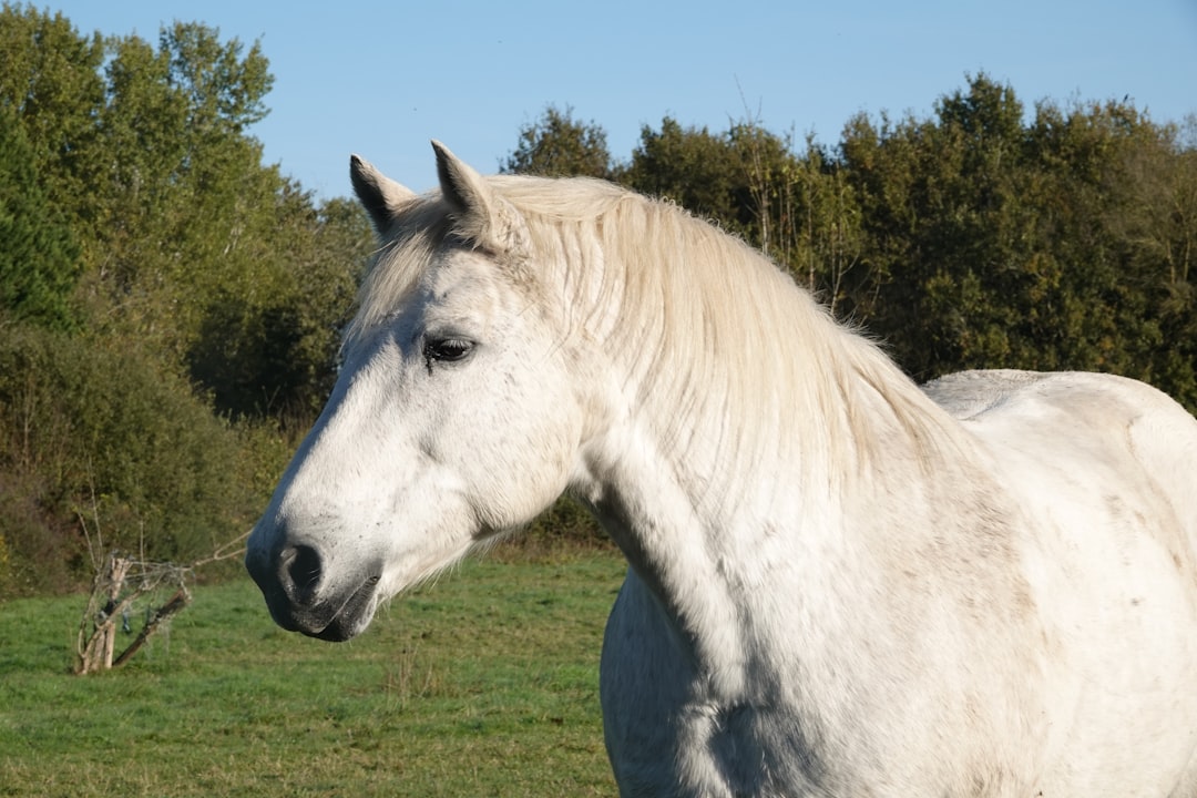 Boulonnais