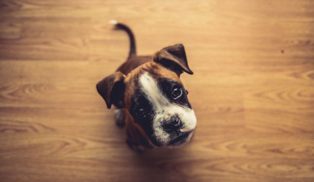 Boxer