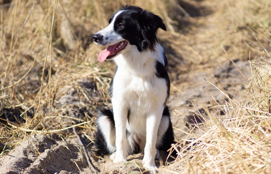 Border Collie vs Malinois vs Berger Allemand : les trois races de travail les plus exigeantes