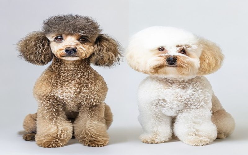 Caniche vs Bichon Frisé vs Coton de Tuléar : le petit chien d'appartement idéal ?