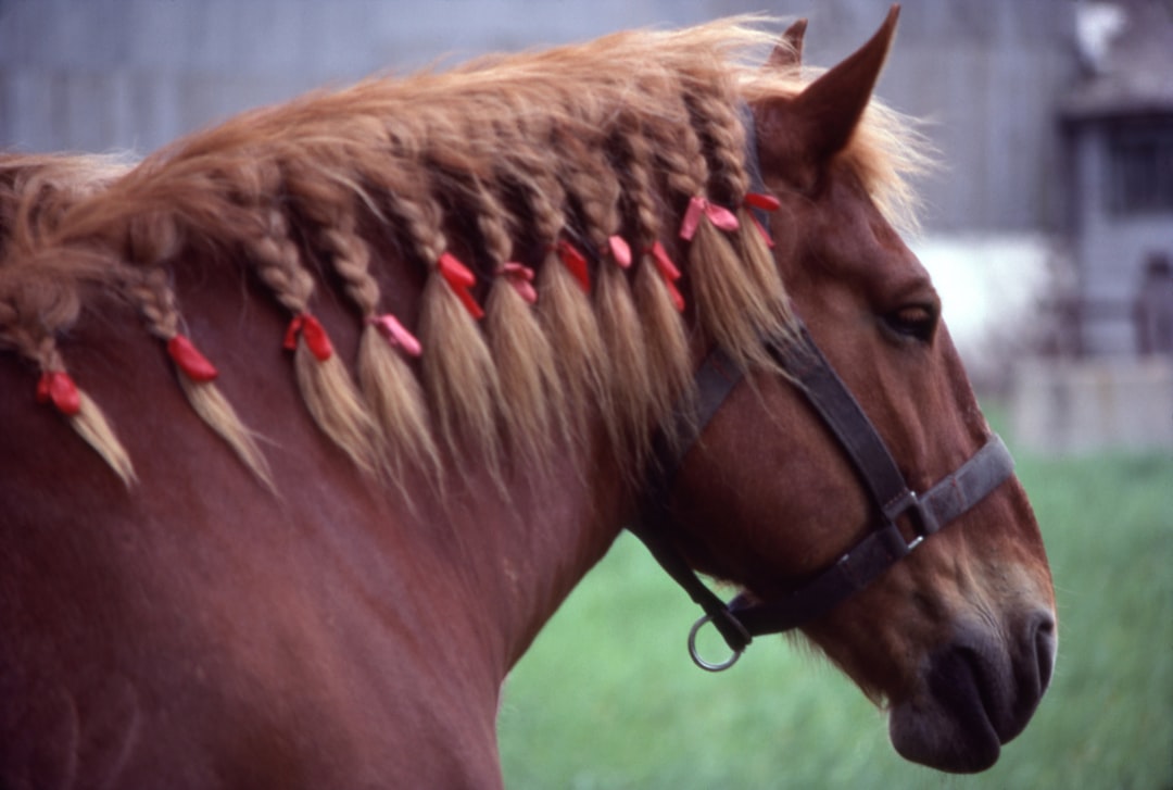 Cheval de trait vs cheval de selle : caractère, usage et entretien