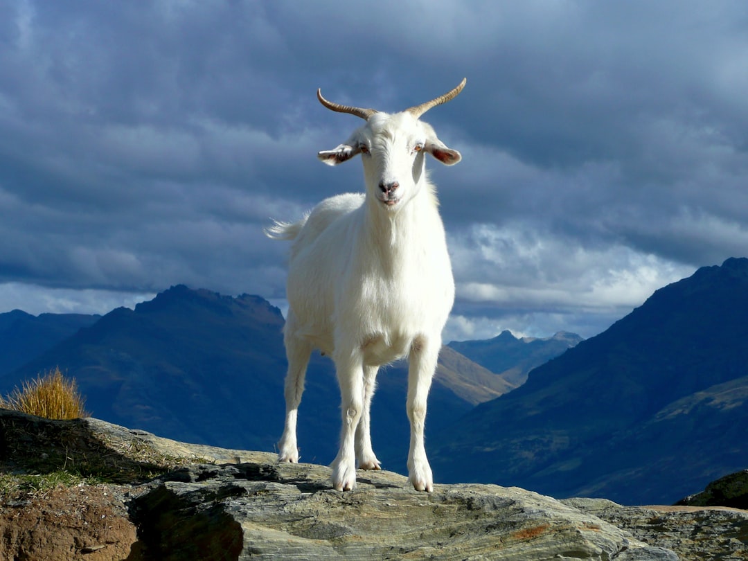 Chèvre Alpine vs Saanen vs Anglo-Nubienne : quelle race laitière pour un petit élevage ?