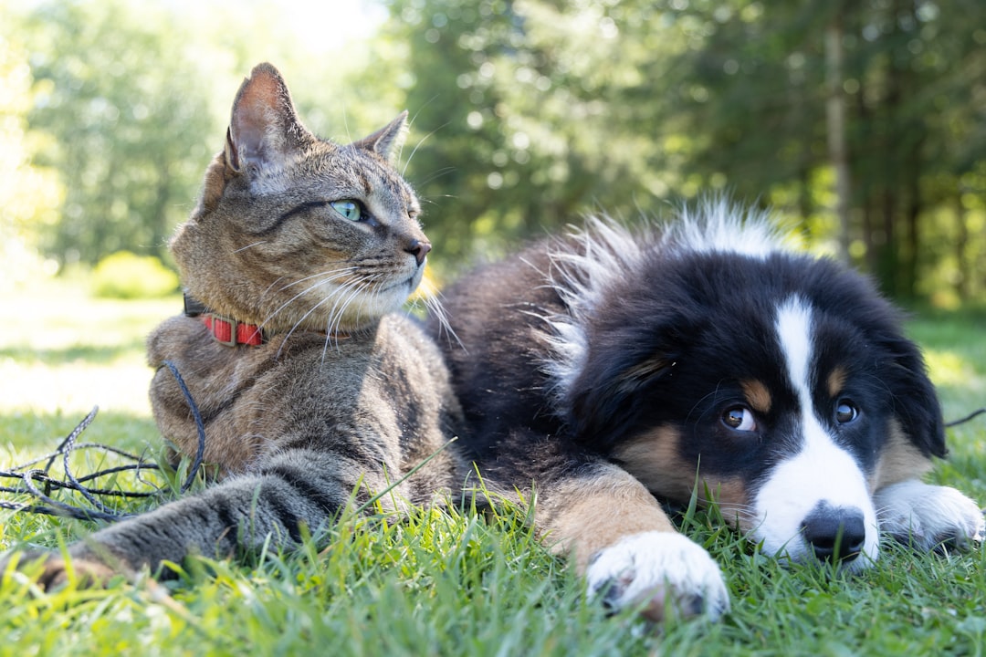 Chien vs Chat : comment choisir selon son mode de vie ?