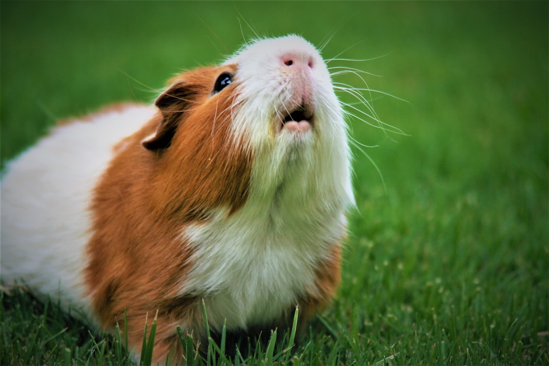 Cobaye vs Lapin vs Chinchilla : quel petit mammifère pour votre famille ?