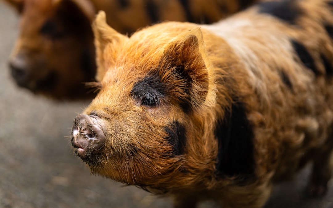 Cochon Pot-bellied vs Kune-Kune vs cochon nain : le vrai cochon de compagnie