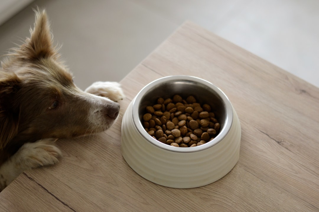 Croquettes chien : comment lire une étiquette et choisir une alimentation de qualité