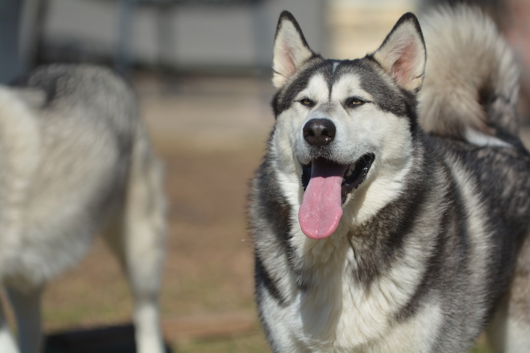 Husky Sibérien vs Malamute vs Samoyède : différences réelles entre les chiens nordiques