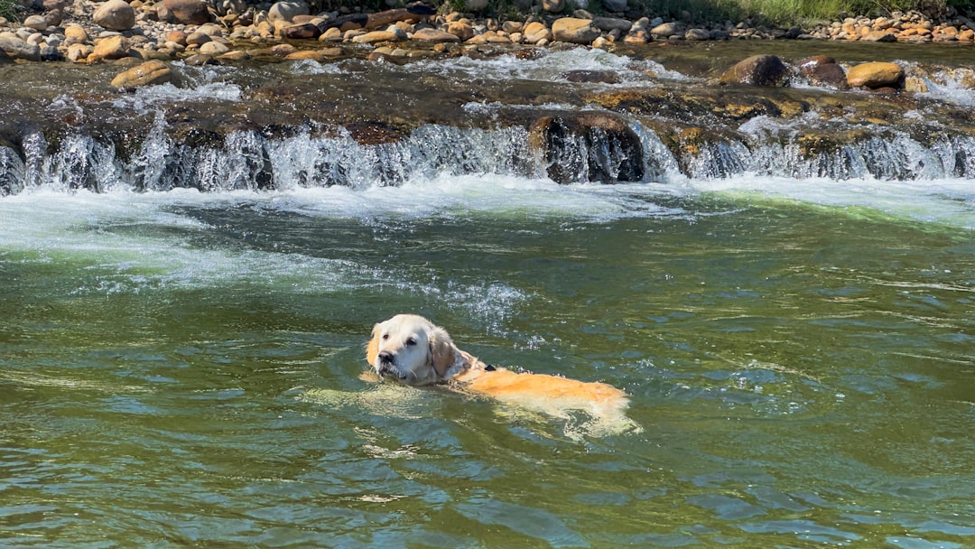 Labrador vs Golden Retriever vs Berger Australien : quel chien familial choisir ?