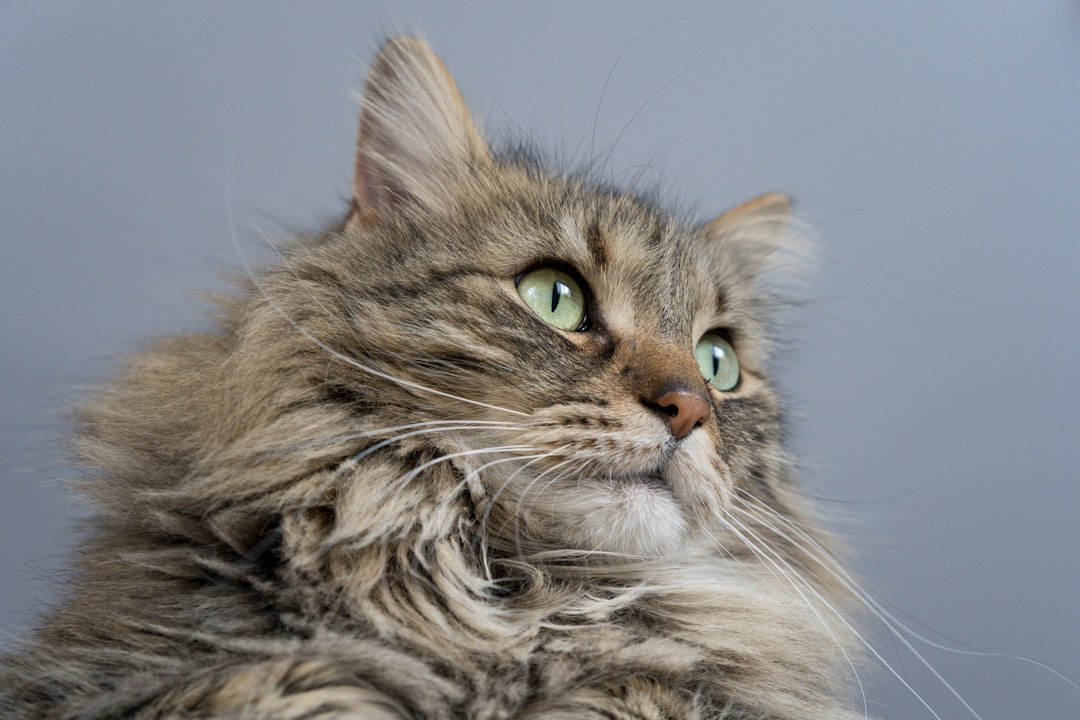 Maine Coon vs Norvégien vs Sibérien : le grand chat semi-long que vous cherchez