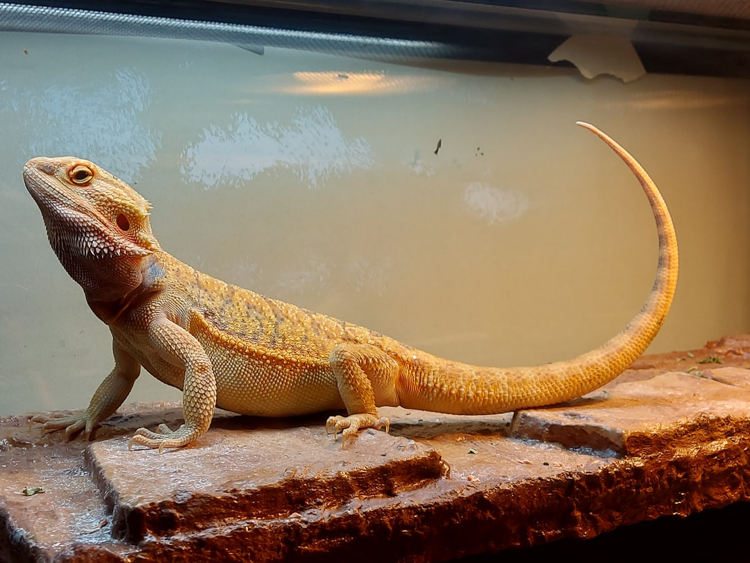Pogona vs Gecko léopard vs Scinque bleu : quel lézard débutant ?