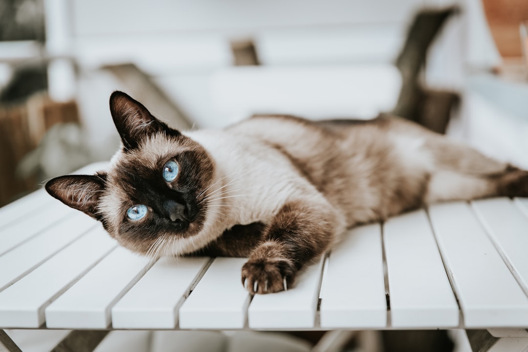 Siamois vs Sacré de Birmanie vs Balinais : les chats orientaux bavards