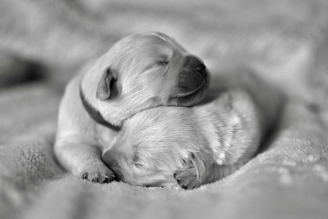 a black and white photo of two puppies