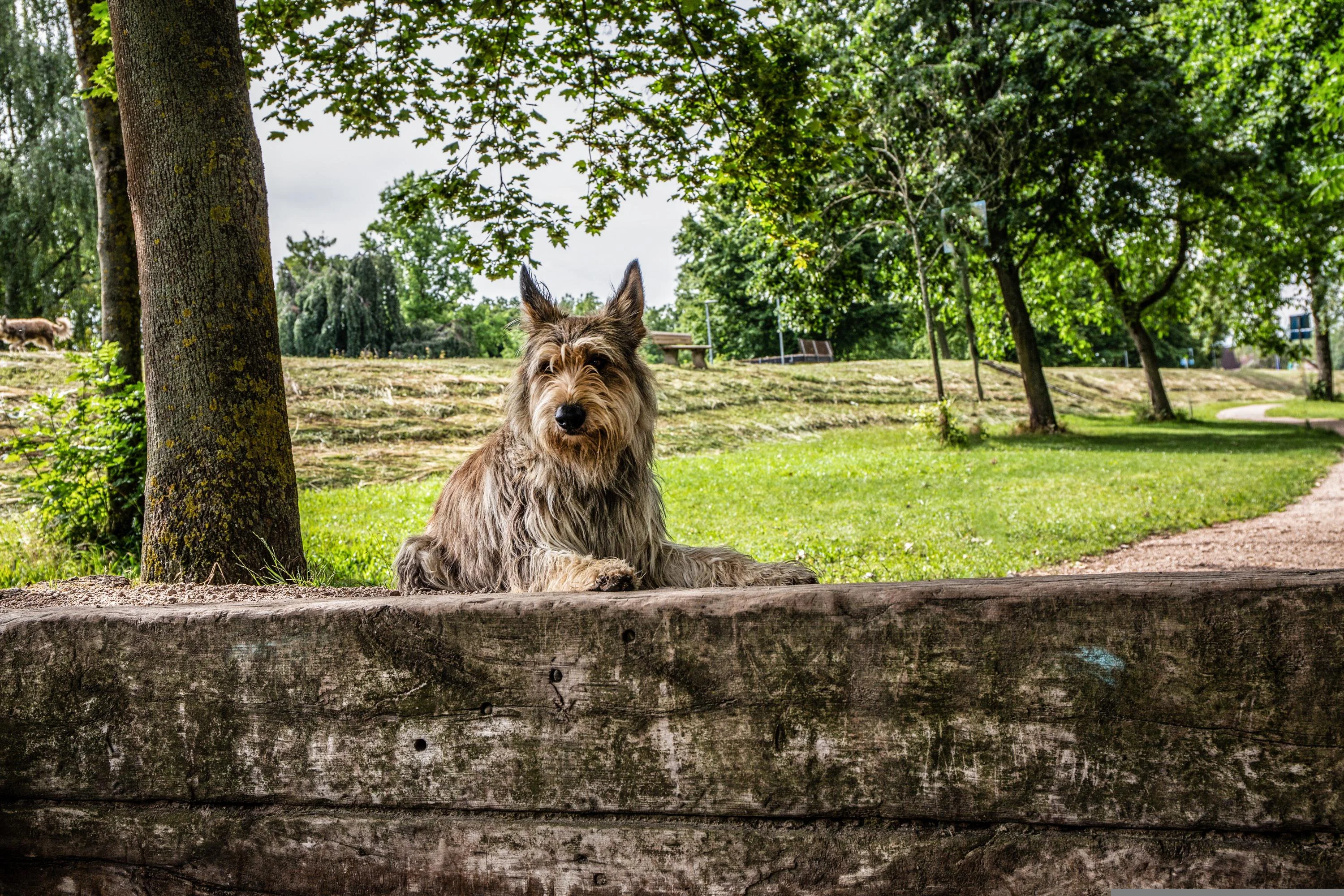 Berger de Picardie