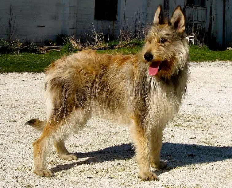 Bouvier des Ardennes