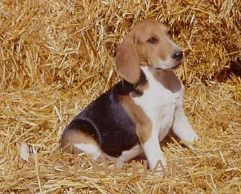 Chien d'Artois