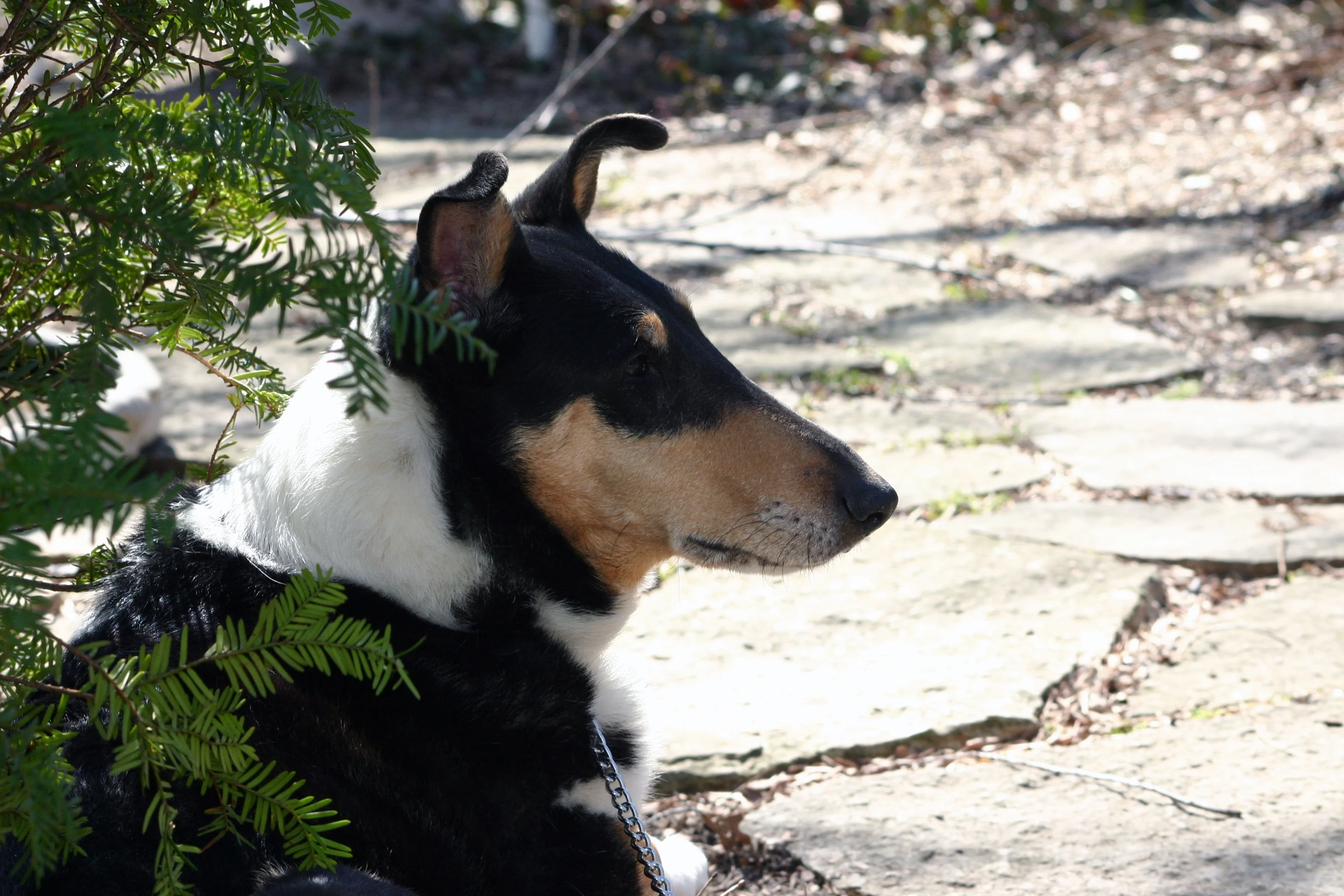 Collie poil court