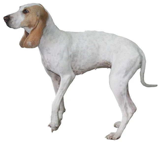 Porcelaine