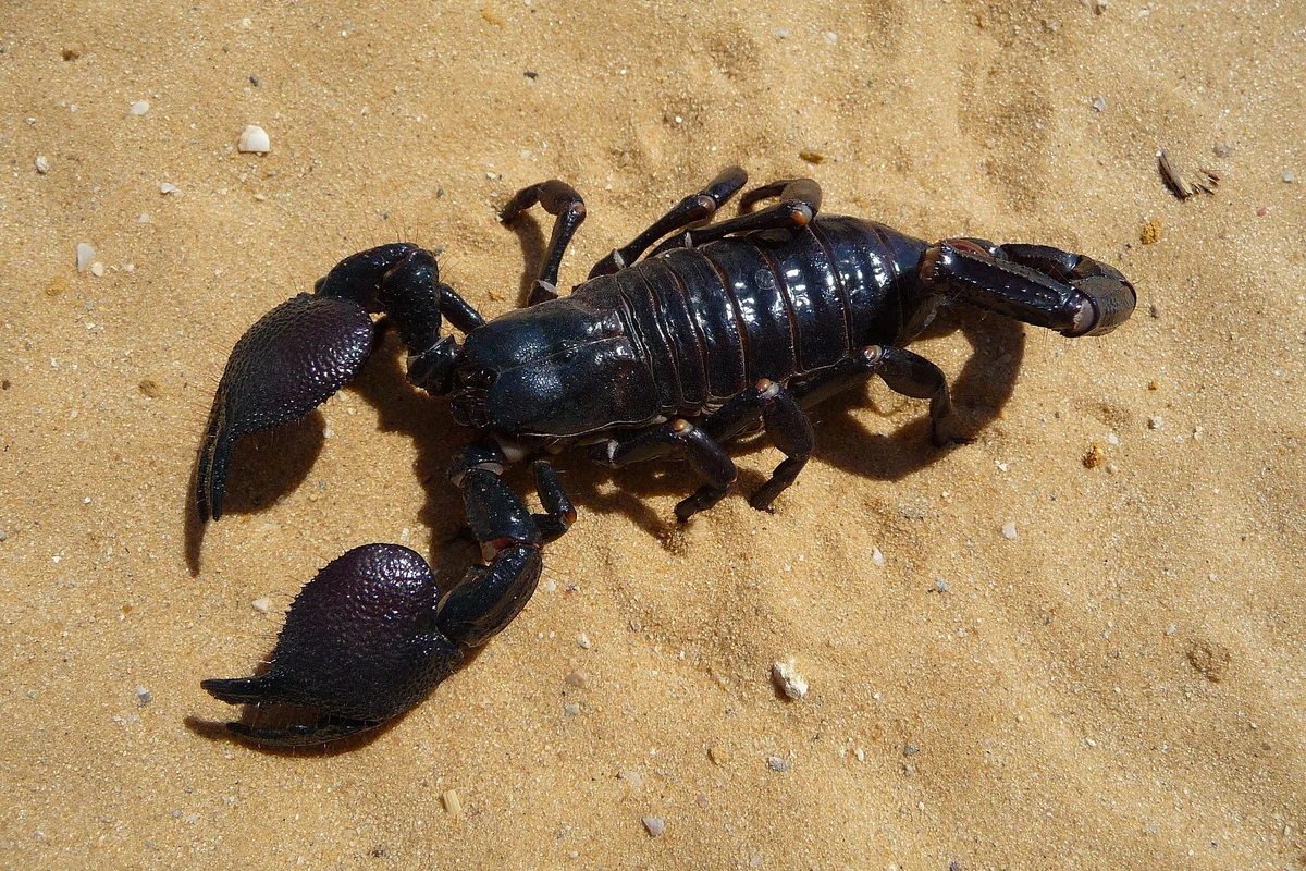Scorpion empereur