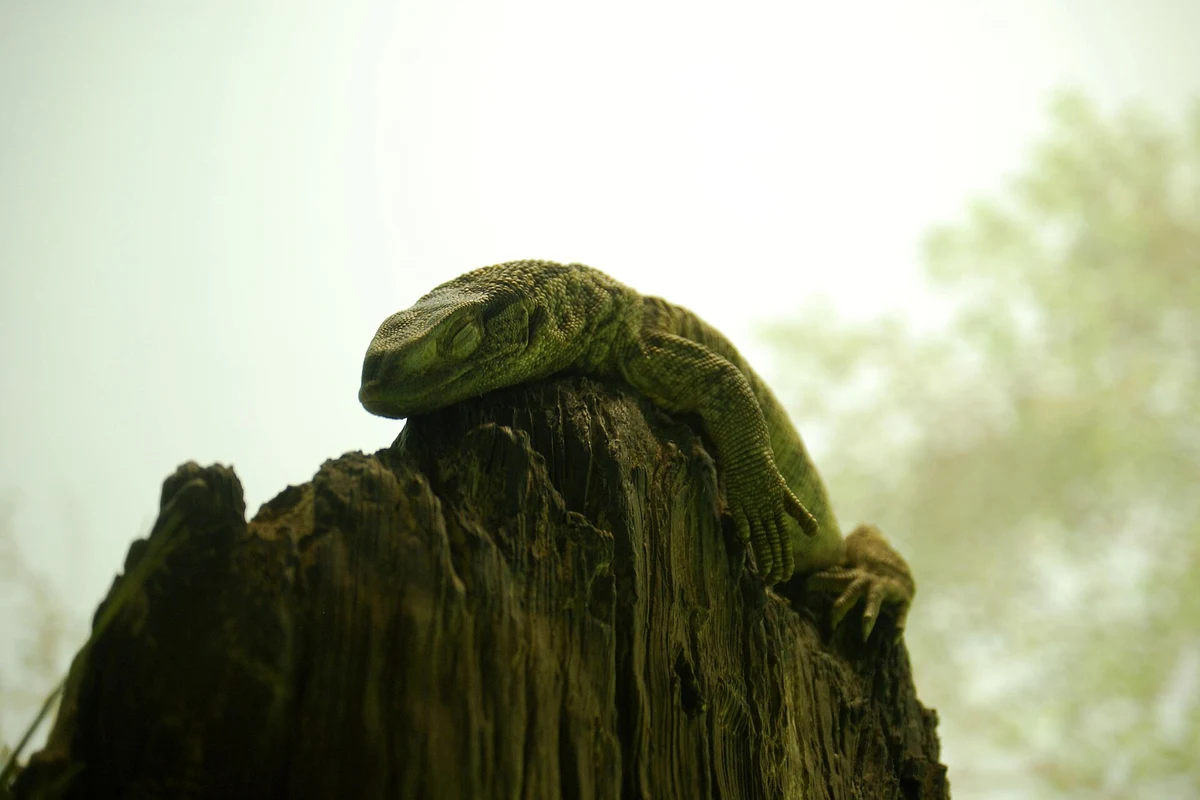 Photo de Varan du Savane